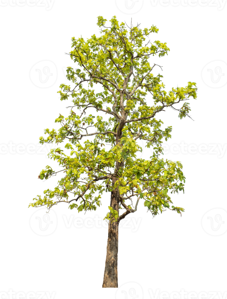 single tree on transparent picture background png