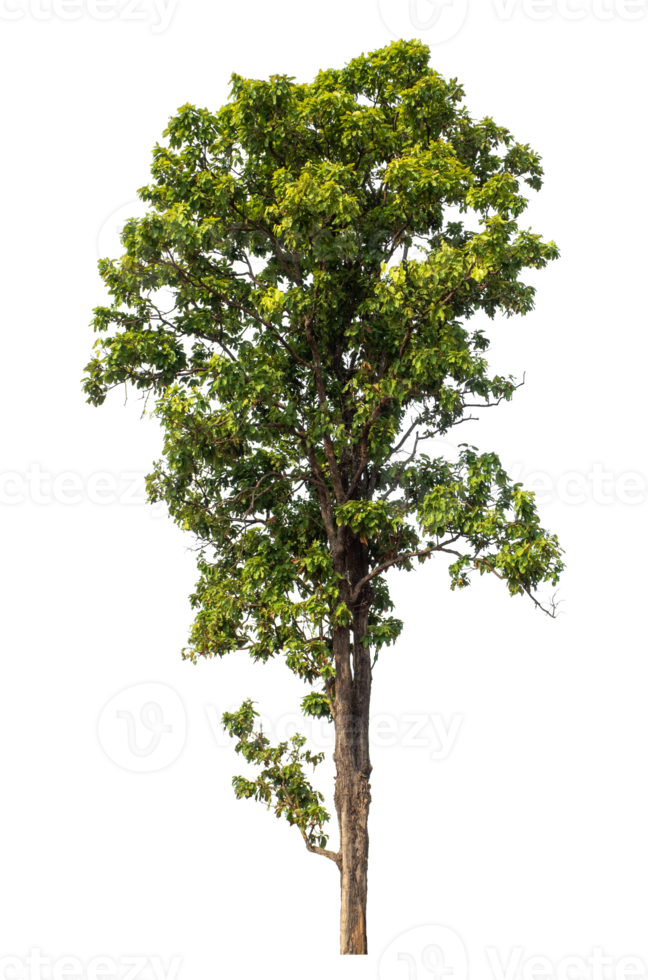 Real tree with green leaves, tree on transparent background. png