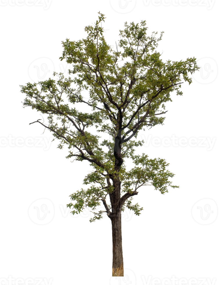 Tree on transparent background, real tree green leaf png