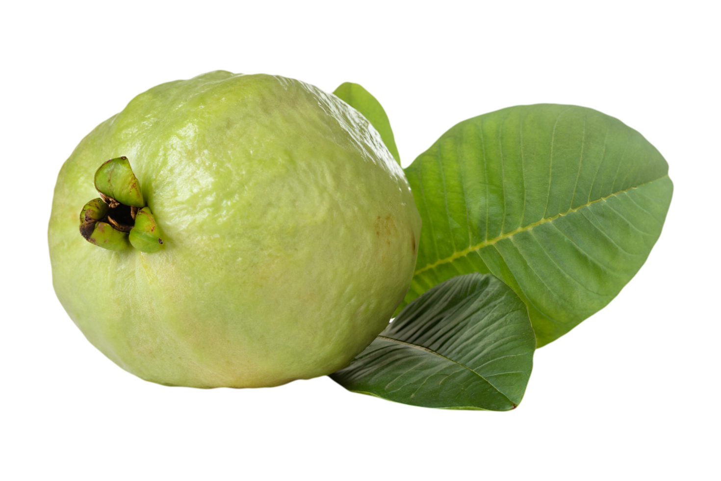 A Guava isolated on a transparent background. png