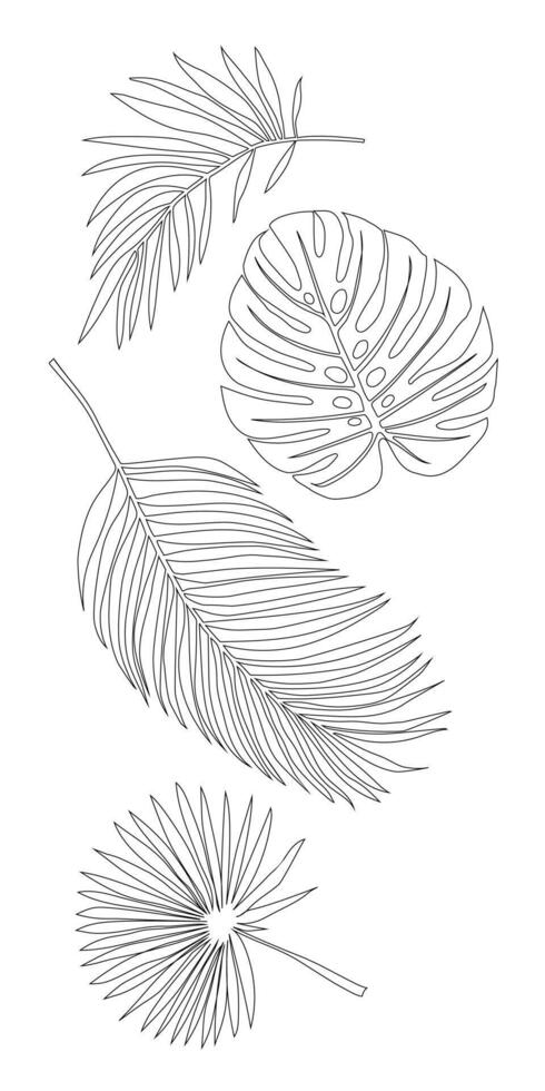 leaves of tropical trees on a white background contour drawing vector