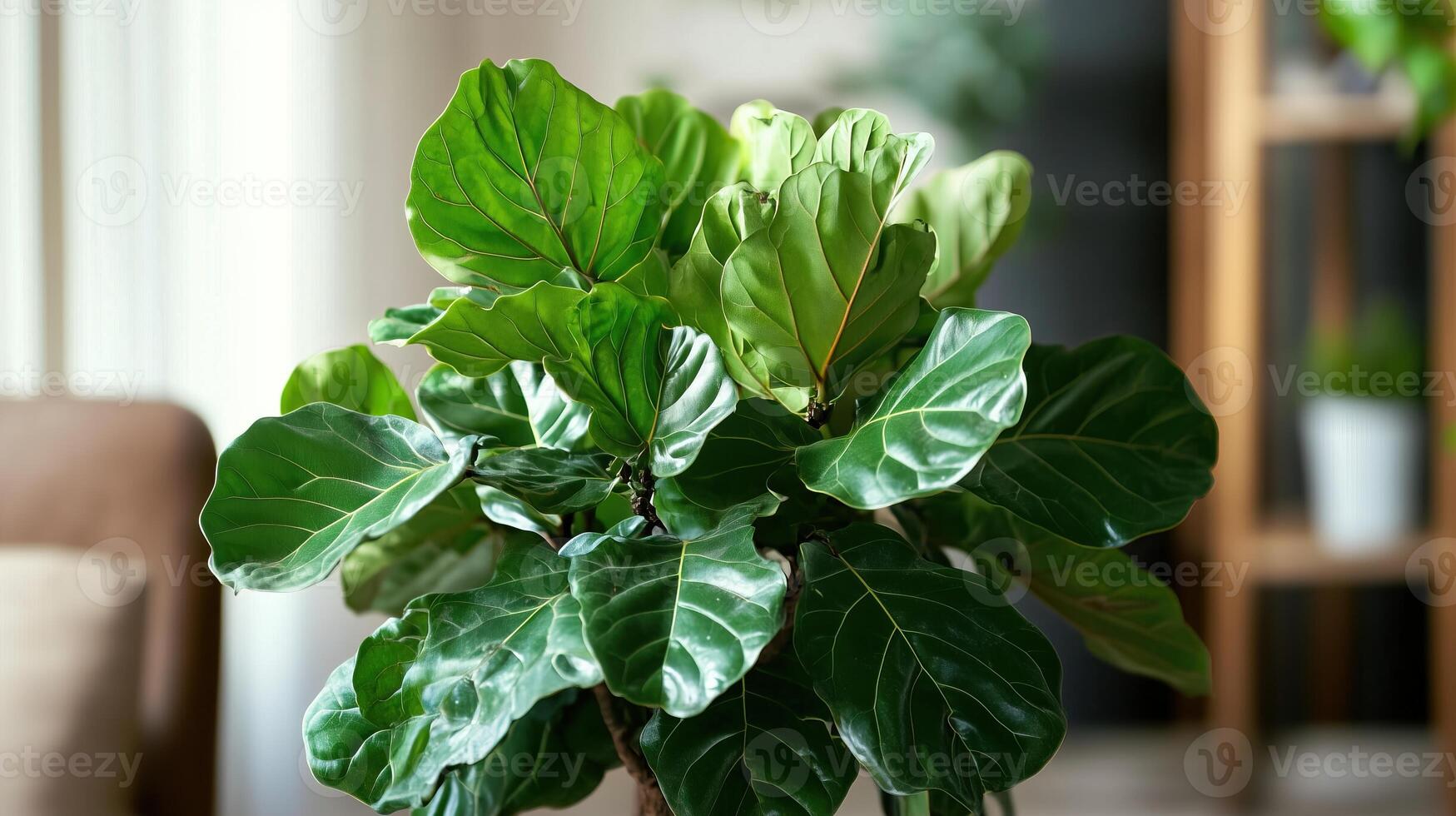 A Fiddle Leaf Fig or Ficus lyrata indoor potted photo