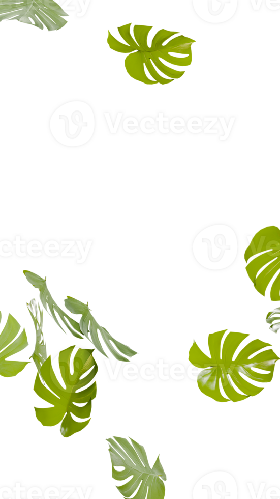 Monstera leaves flying around on transparent background png