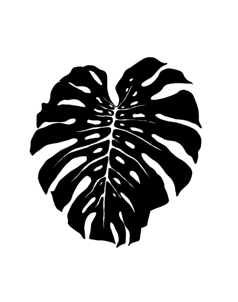 monstera leaf. Botanical illustration of a black silhouette of a monstera isolated on a white background. Tropical leaf, hand drawn exotic plant. EPS10 - . vector