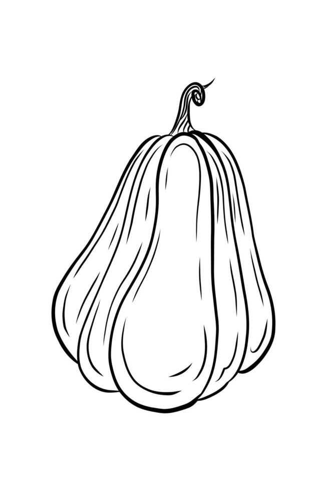 drawing of pumpkin. Illustration of pumpkin in doodle style, single element. Hand drawn graphic. vector