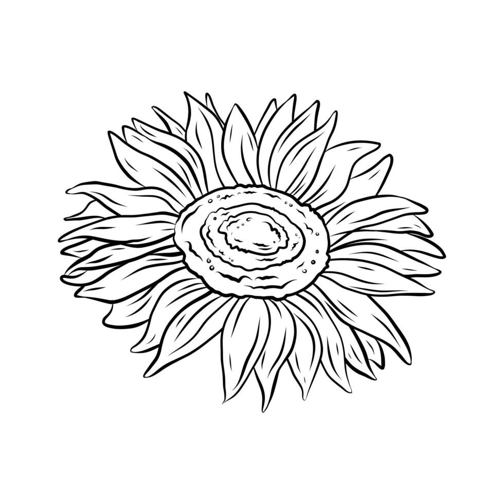 sunflower flower. Line drawing, illustration for design and decoration. Summer flower sunflower in doodle style, black and white drawing. vector