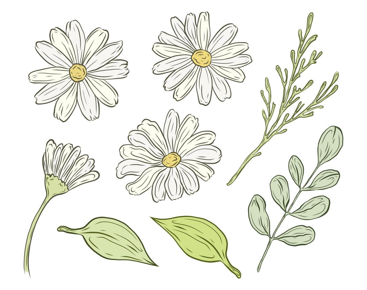 set of chamomile flowers and greenery, leaves and branches. Colored Illustrations of daisy buds and foliage for composition and design. Spring and summer theme, festive decoration. vector