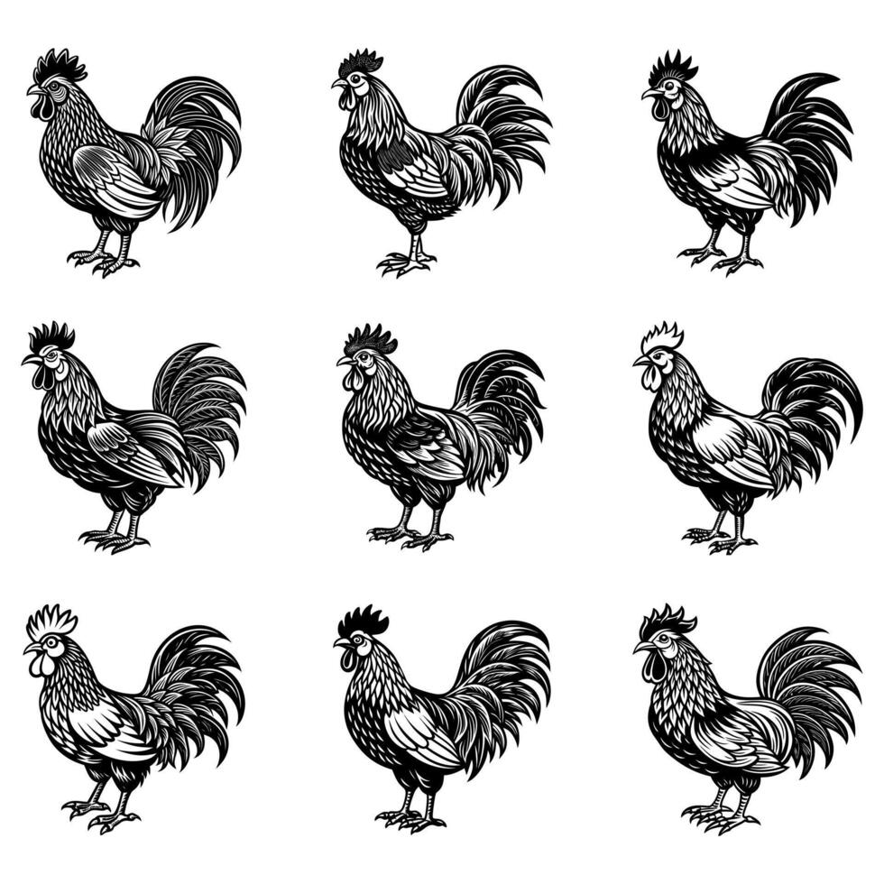 farm animal roster hen bundle vector