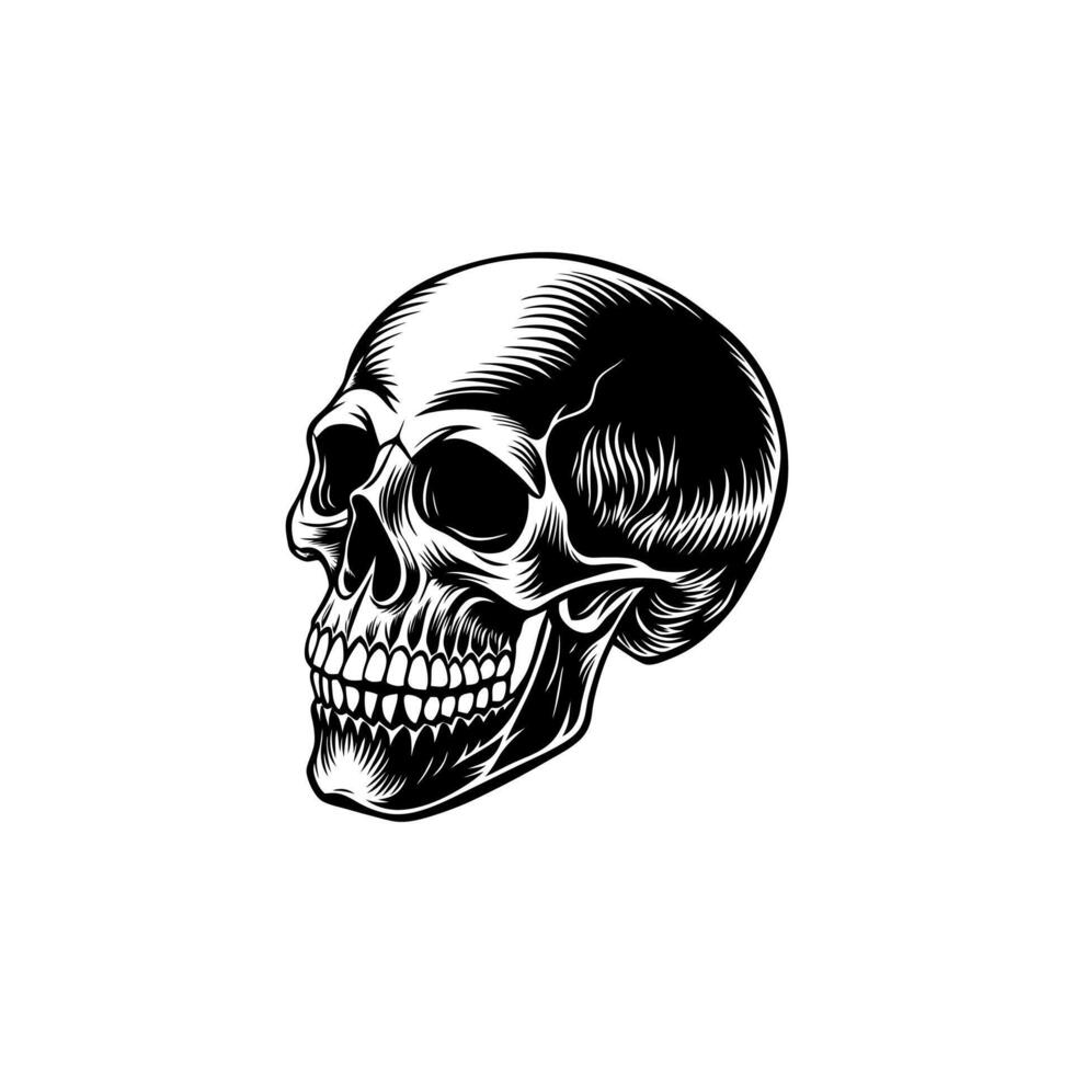 Black and White Skull with Lower Jaw vector