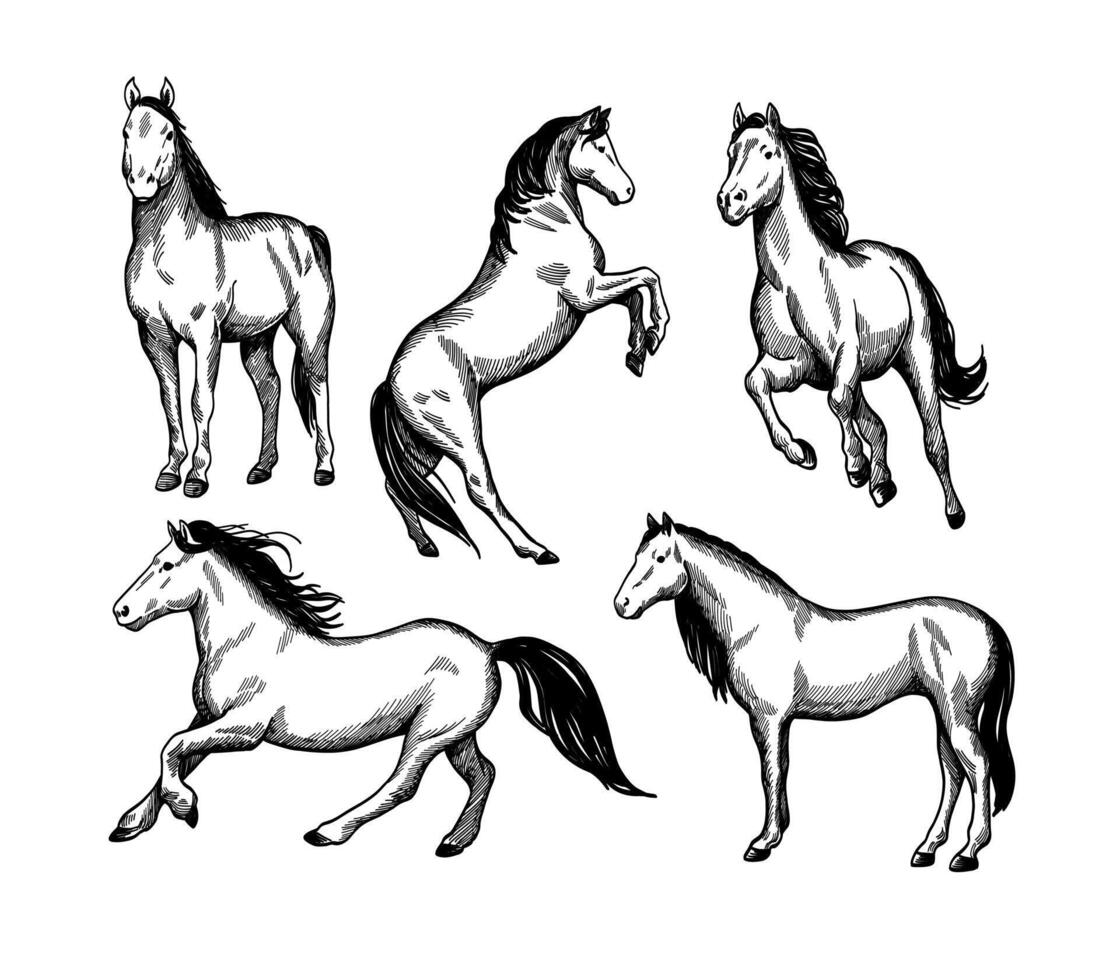 set of line art style horses vector