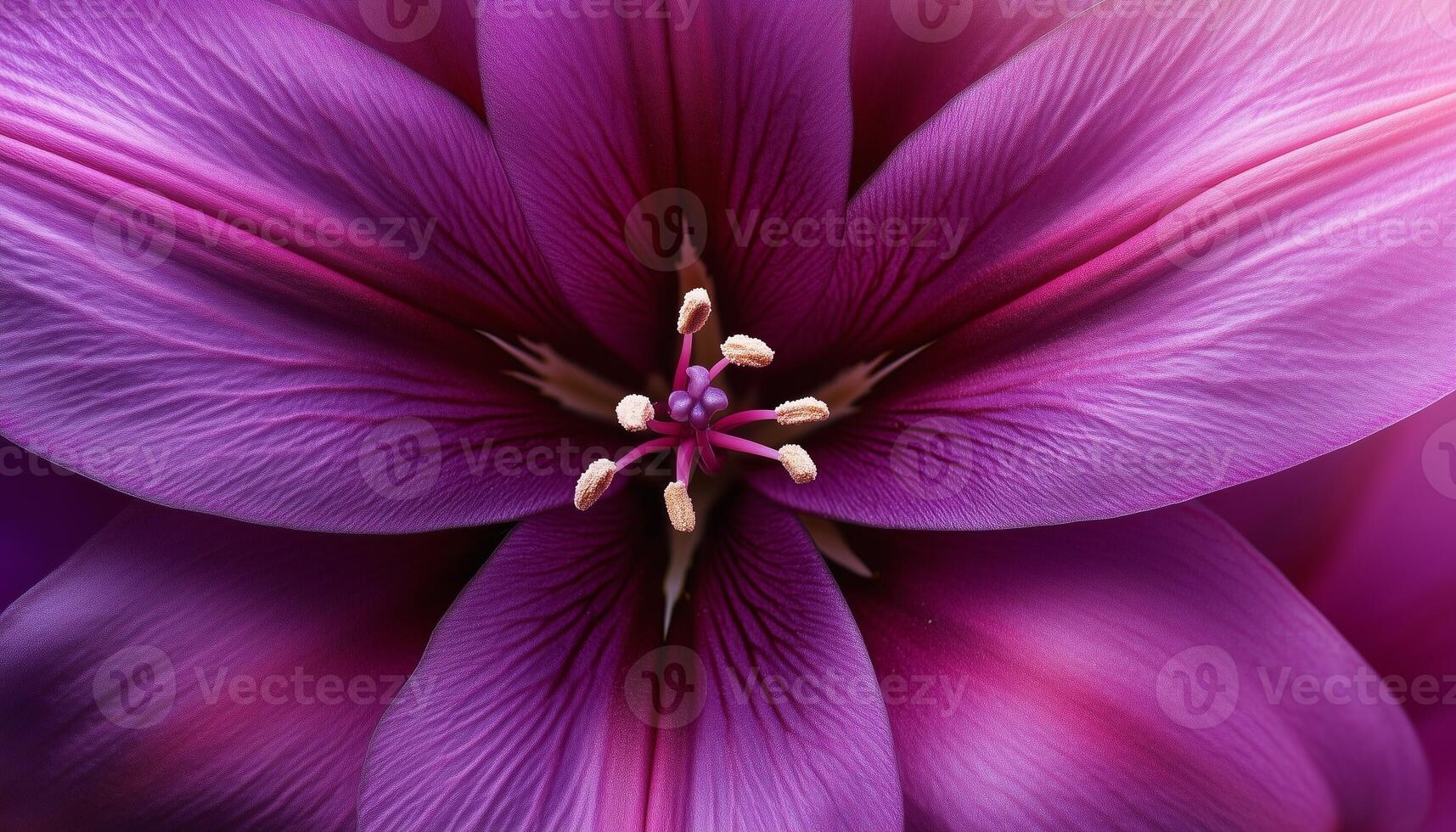 Purple lily flower extreme closeup macro photo detail foliage petal surface