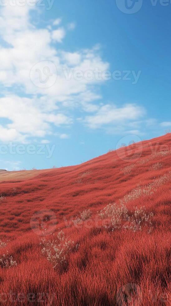 Red grass on hill and blue-sky view with clouds nature environment photo