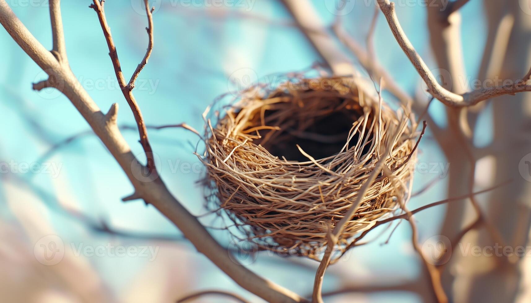 twig animal nest in tree new born house habitat with blue sky blurred background photo