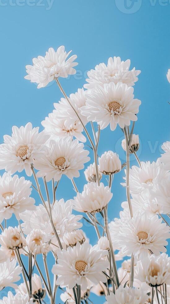 White chrysanthemum beauty floral blossoming with blue sky story background photo