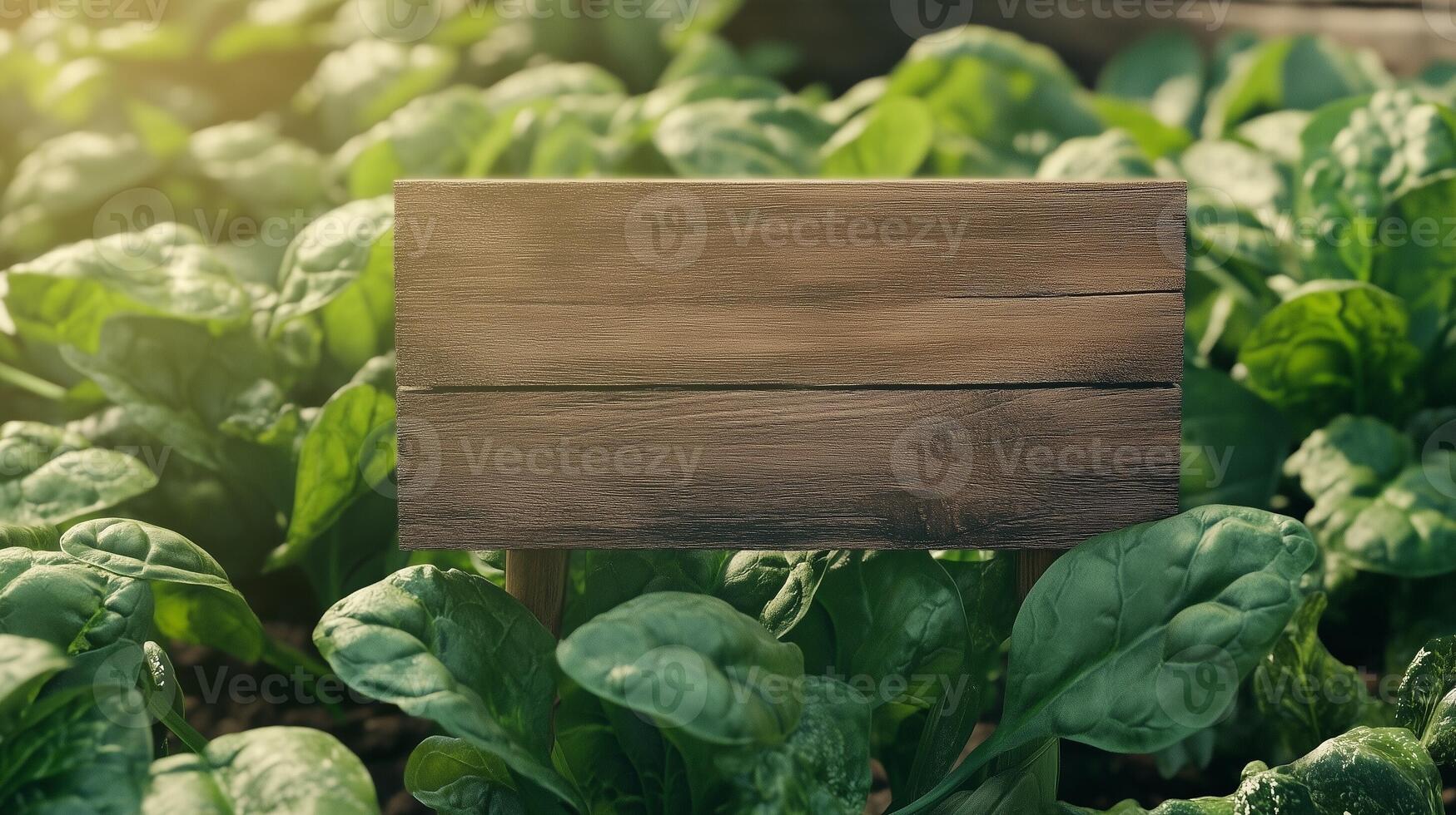 Blank wooden trunk board for label information important in spinach vegetable botanical field garden photo