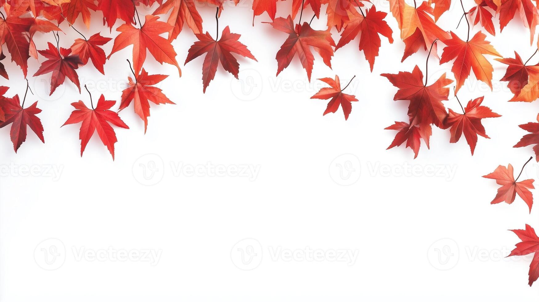 Red leaves maple on the edge decoration with natural shadow form sun light and white background photo