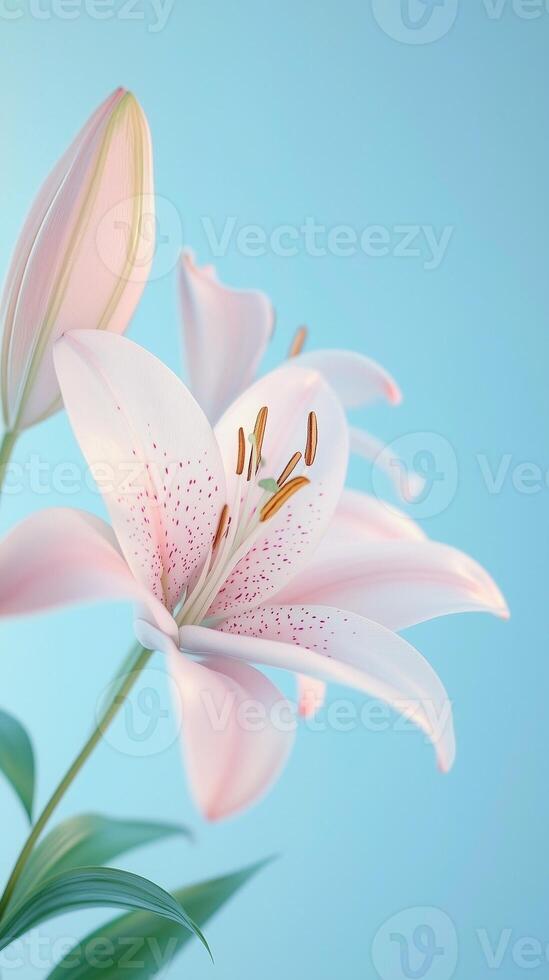 Pink Lily flowers closeup petal blooming close up nature theme with story solid background photo