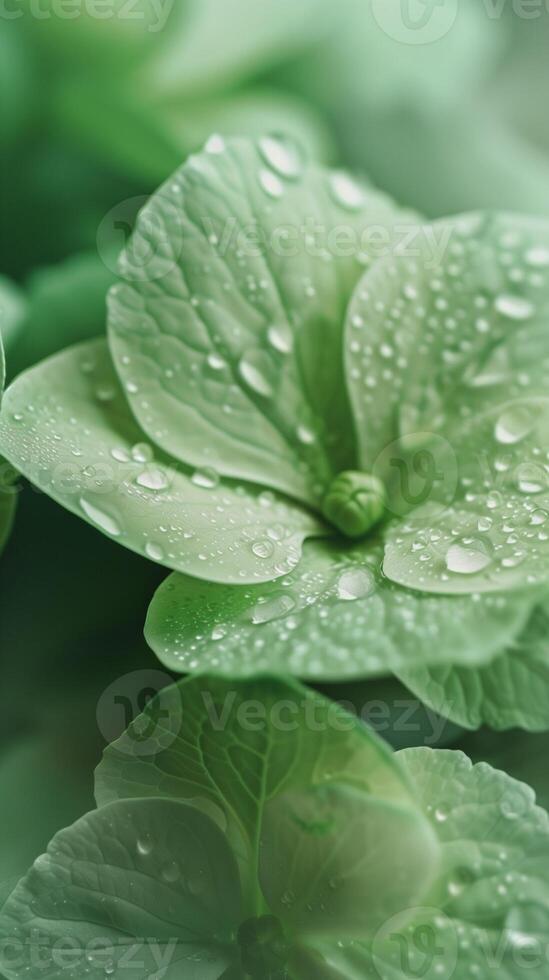 Green flowers closeup petal blooming close up nature theme with story solid background photo