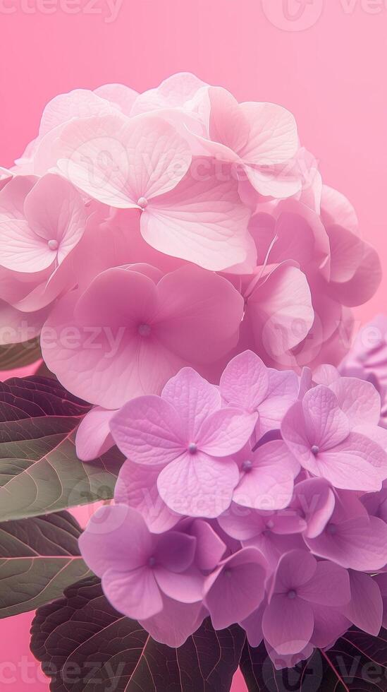Hydrangea flowers petal blooming close up nature theme with story pink solid background photo