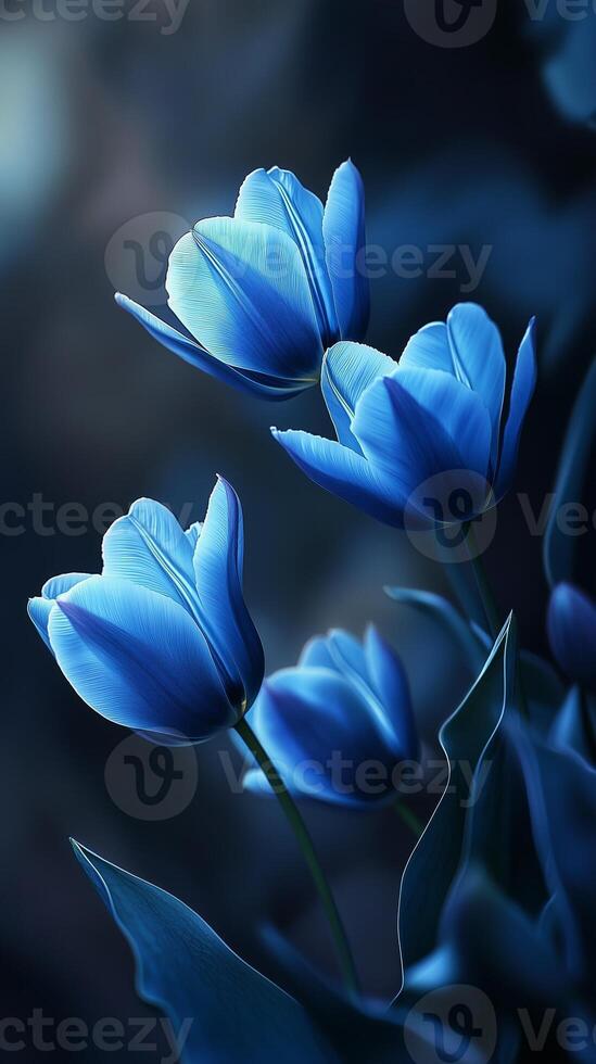 Captivating blue tulip flower dramatic photo effect dark deep blurred background portrait style