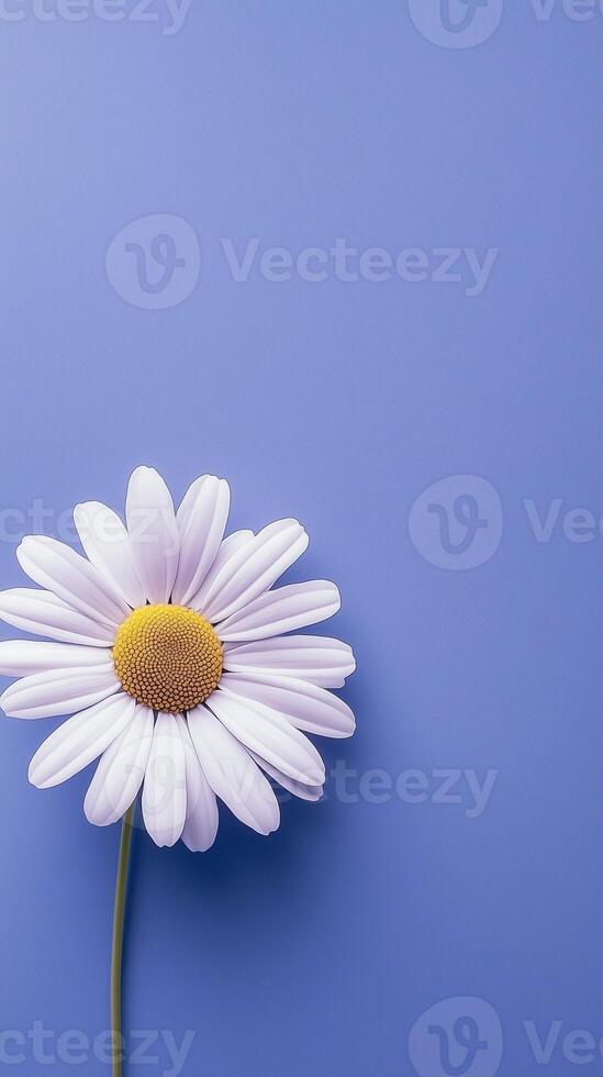 Daisy white beauty blooming single flower with story portrait background photo