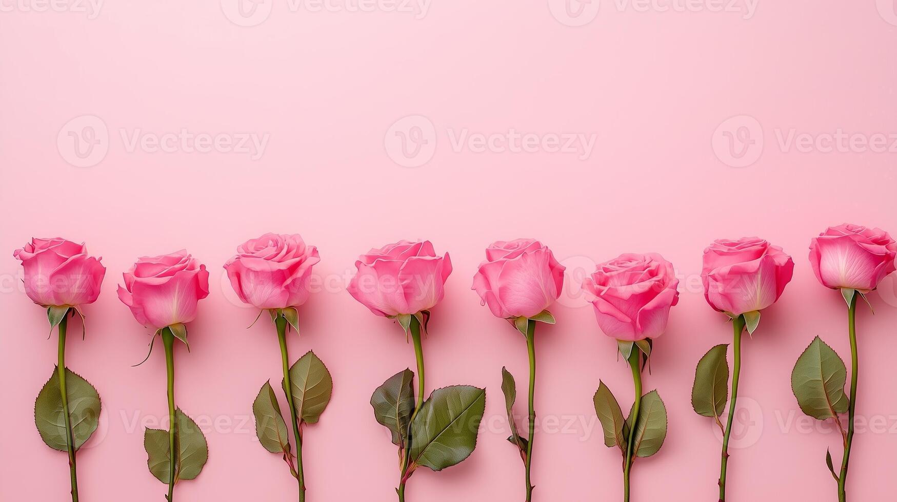 Pink rose flowers lined up at the bottom and blank space at the top photo