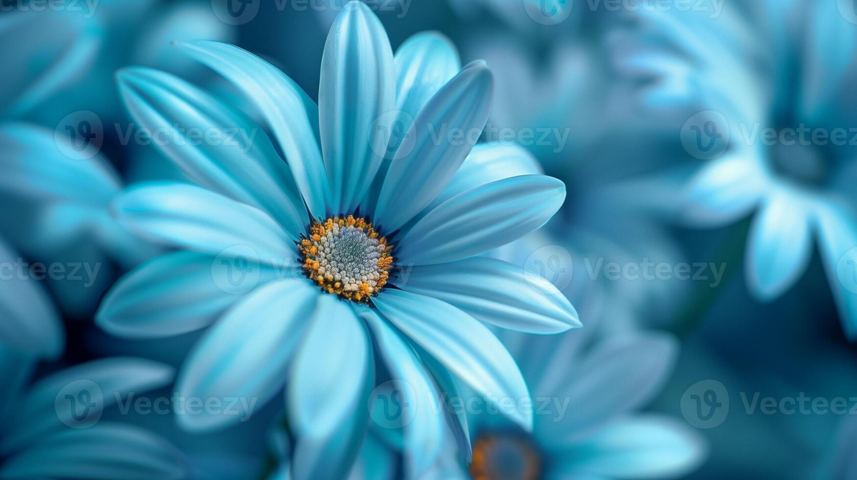 Stunning vibrant blue daisies blossoming botanical natural environment photo