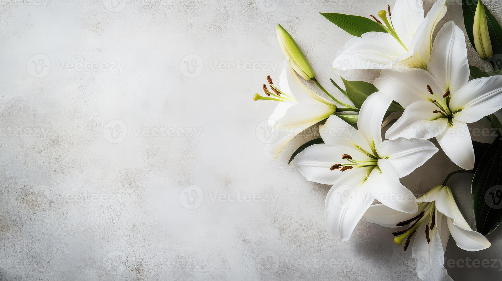 White lilies on a white background photo
