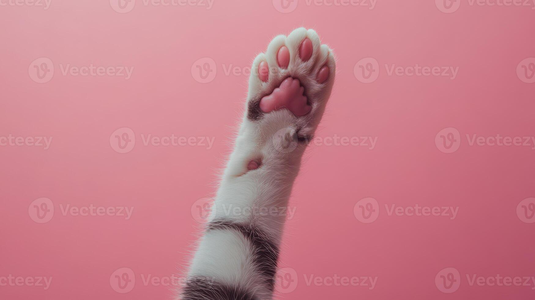 A cat's paw reaching up to the sky photo