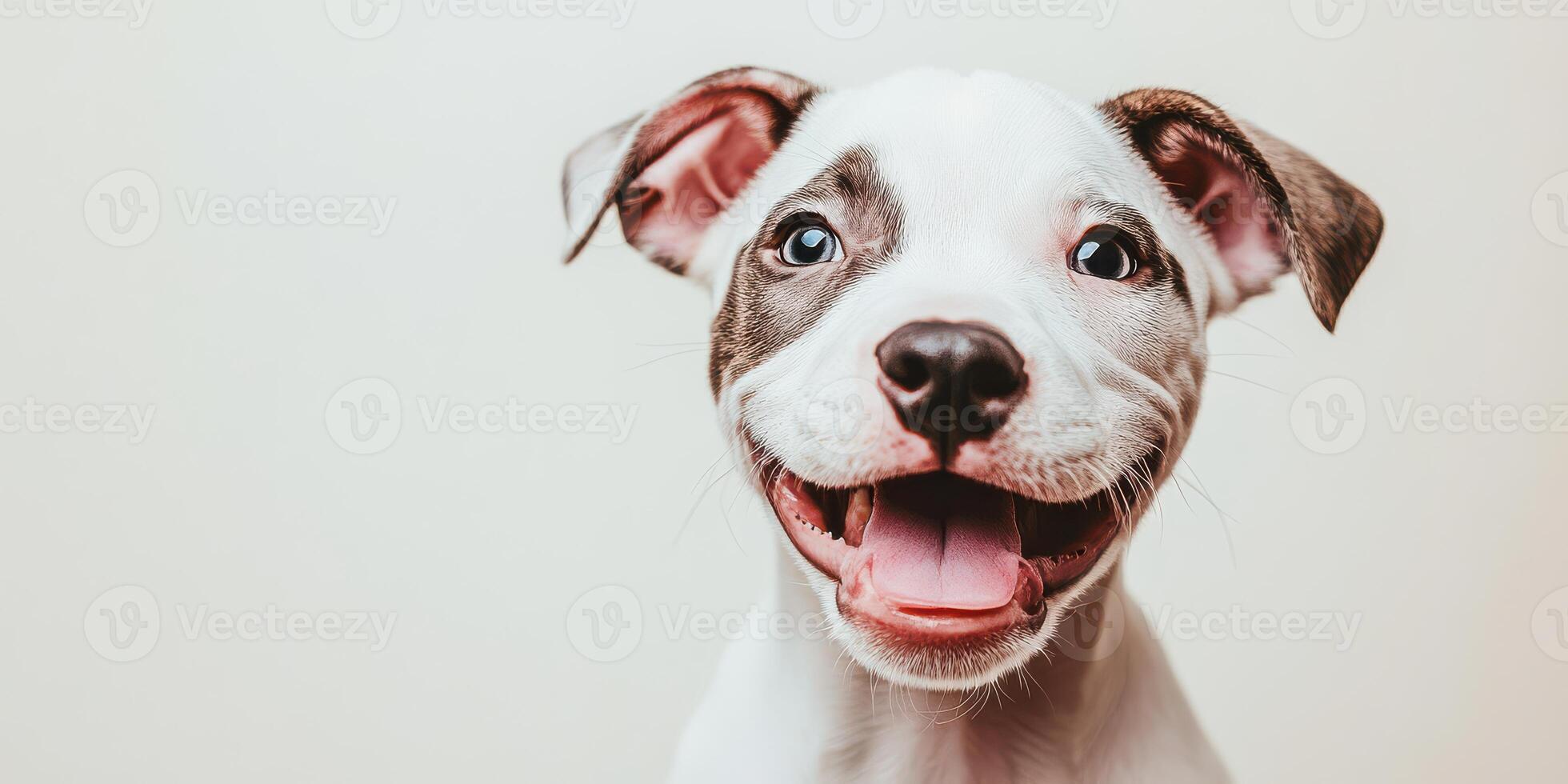 A smiling dog with its tongue out on a white background photo