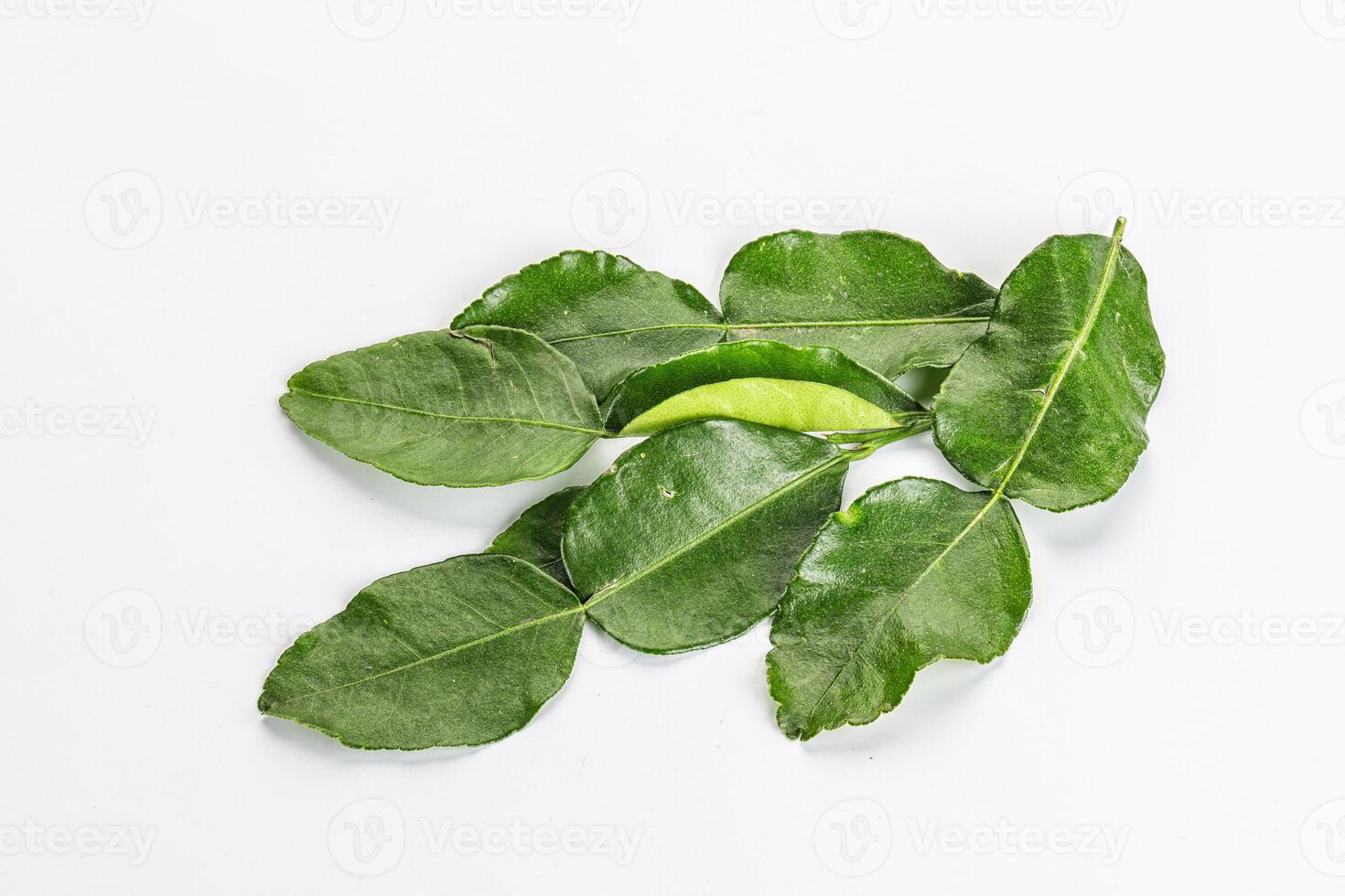 Aroma seasoning kaffir lime leaves photo