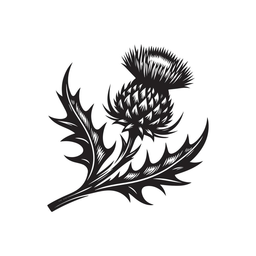 Thistle flower with leaves and thistle leaves on a white background vector