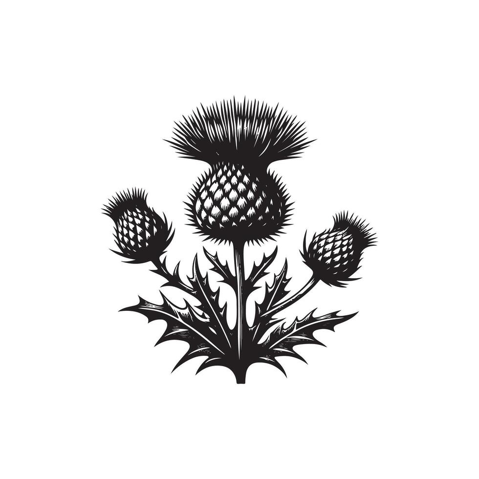 Thistle flower, black and white illustration vector