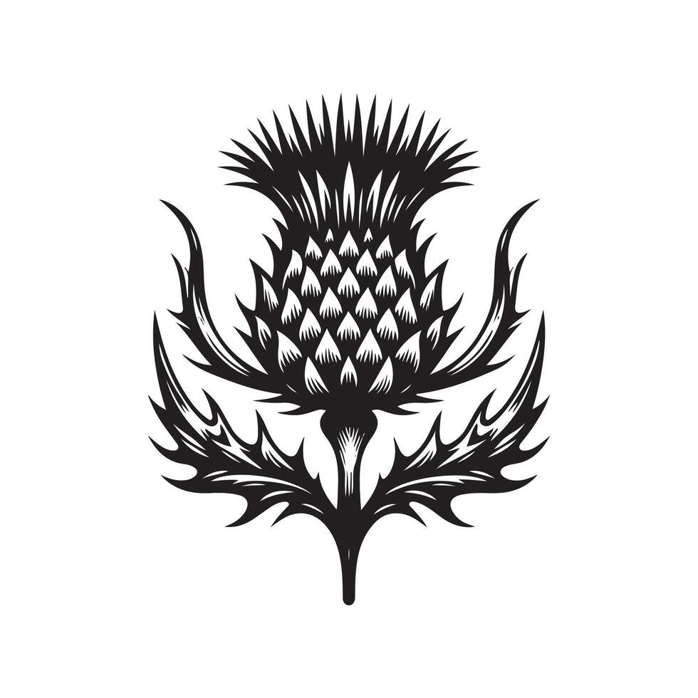 Thistle flower, black and white illustration vector