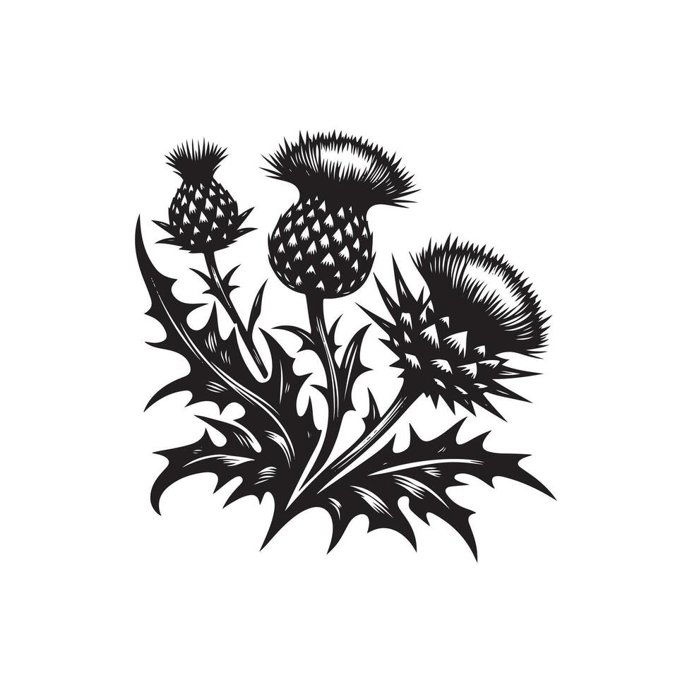 Thistle flower with leaves and thorns vector