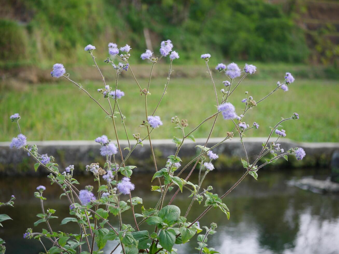 Purple wildflowers taken close up. photo