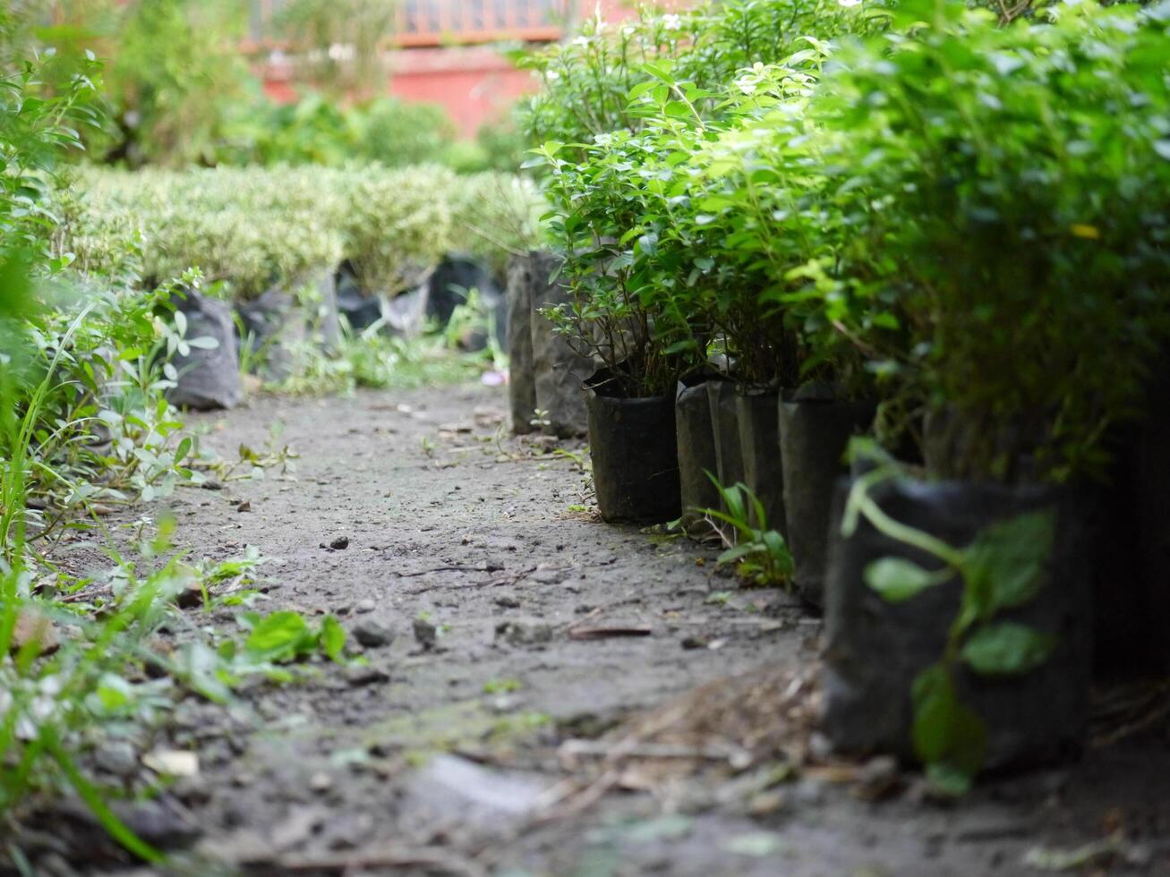 Ornamental plants and flowers in pots in a plant shop photo