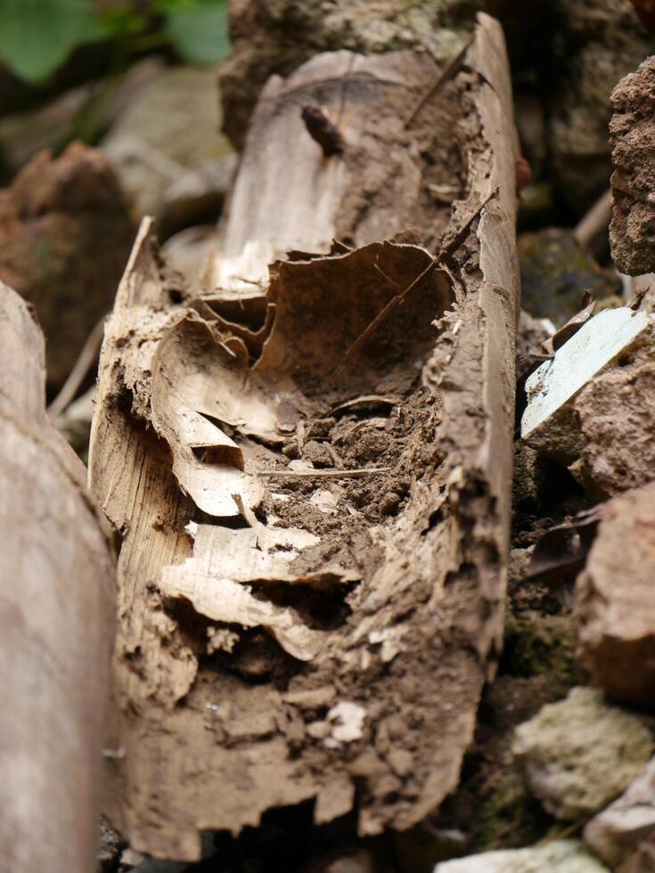 Rotten bamboo eaten by termites photo