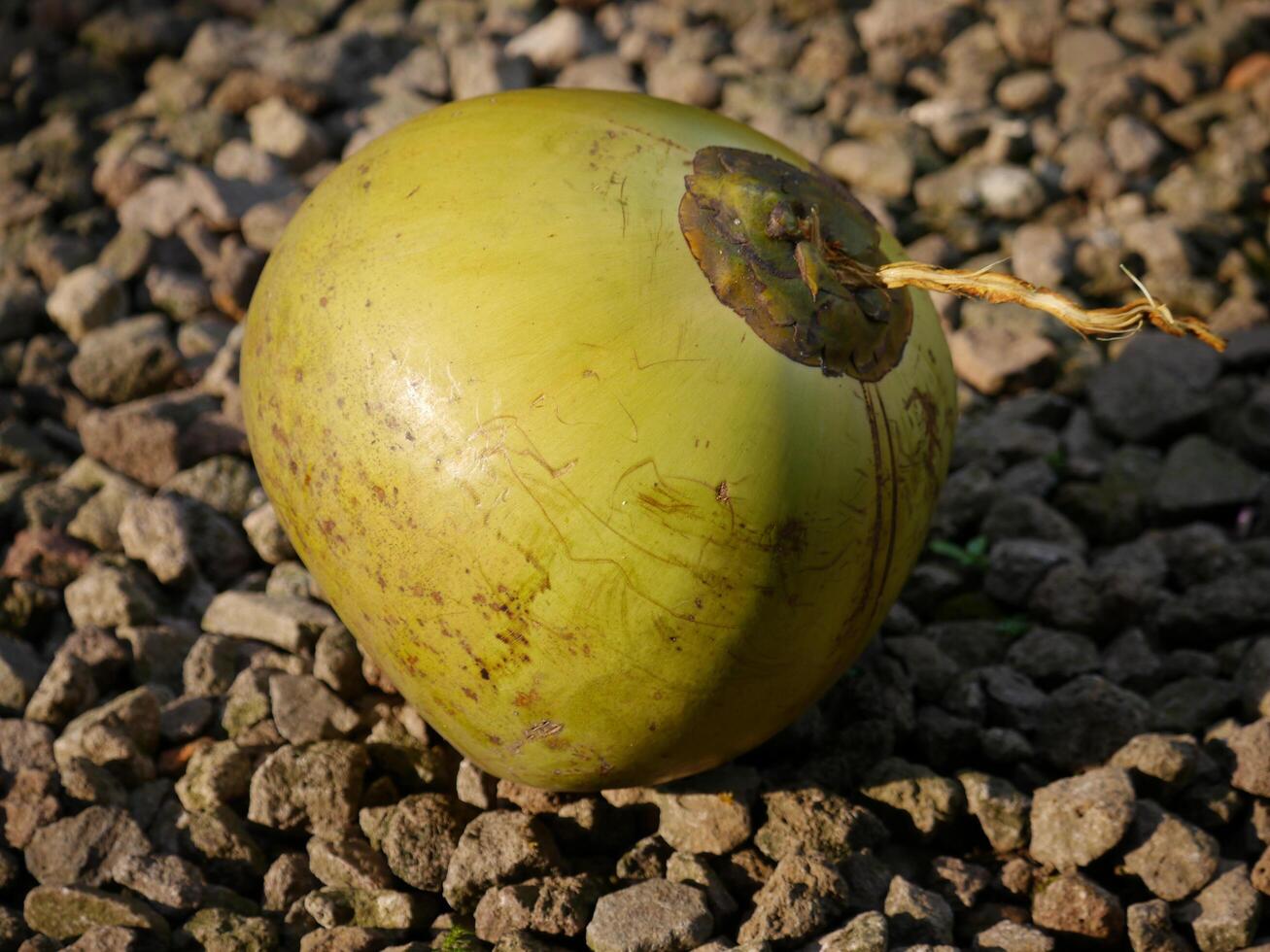 Fresh young coconuts are ready to be served. photo