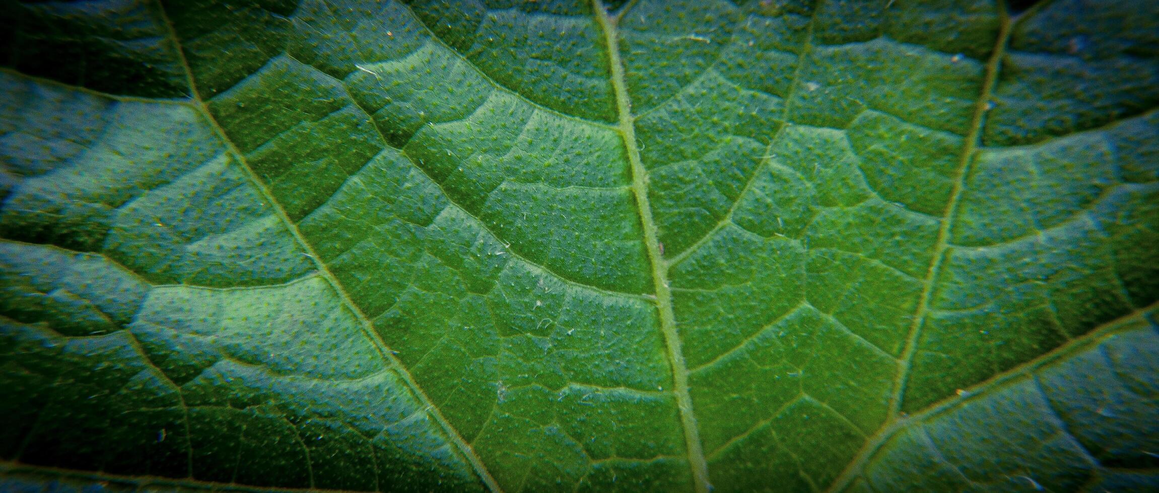 Green leaf close up - the photo can be used as a background