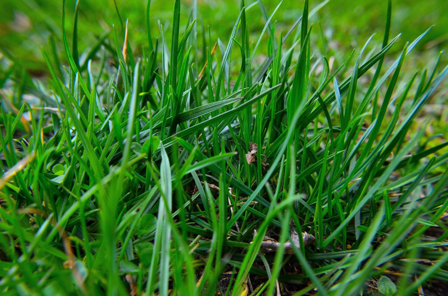 green grass without flowers- cool background photo