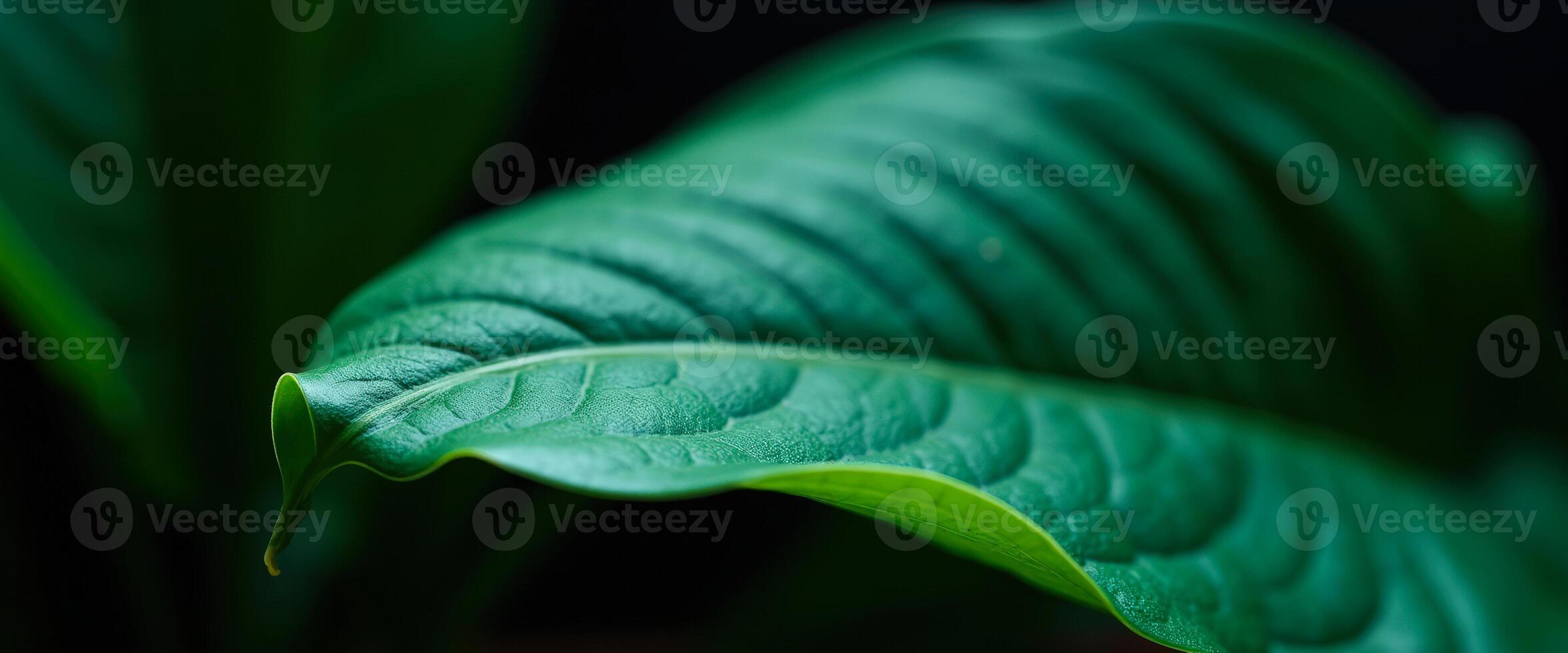 Green leaf with dew drops on a black background photo