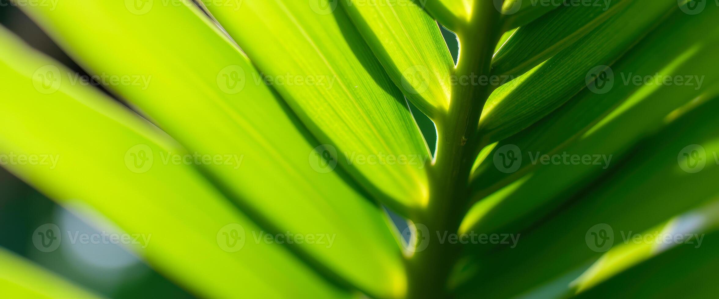 Close Up of Green Palm Leaf with Sunlit Veins photo