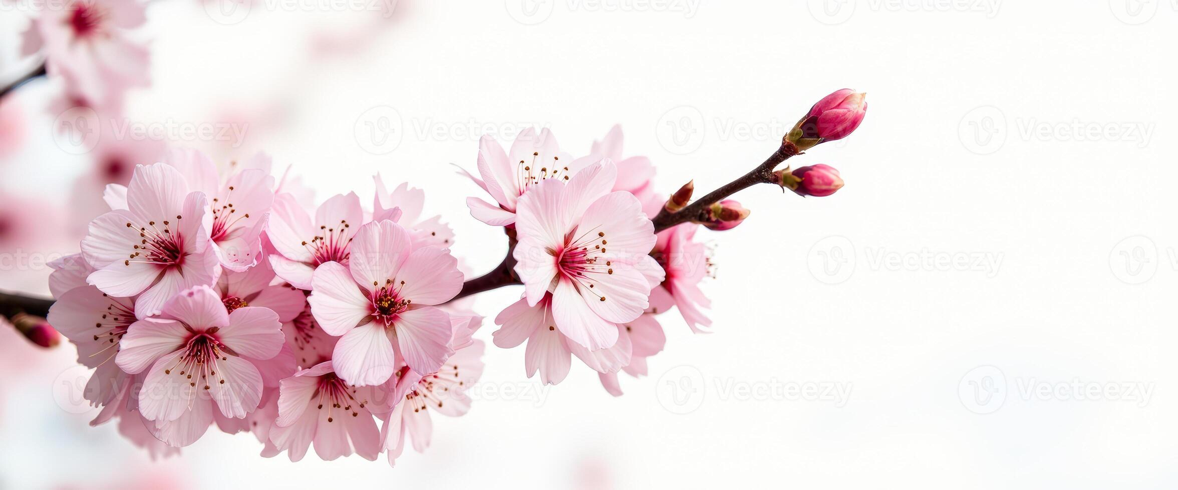 Delicate Pink Cherry Blossom Branch photo