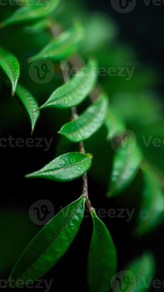 Lush Green Leaves Against a Dark Background photo