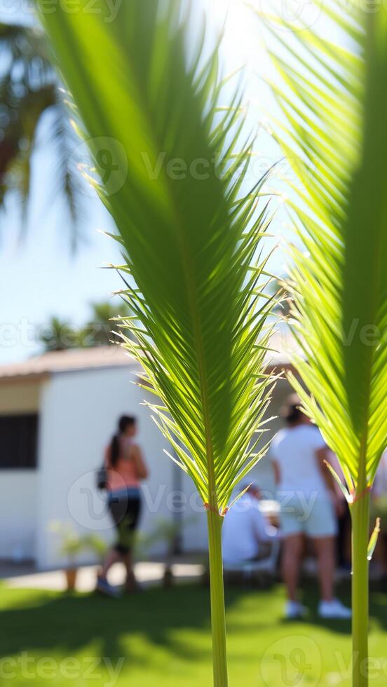 Palm Tree Fronds in the Sun photo