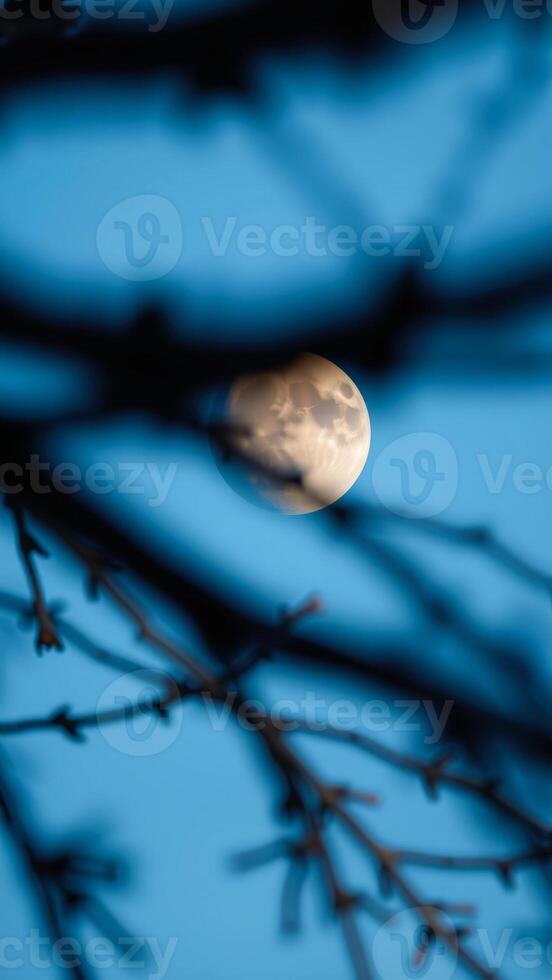 Moon Through Branches photo