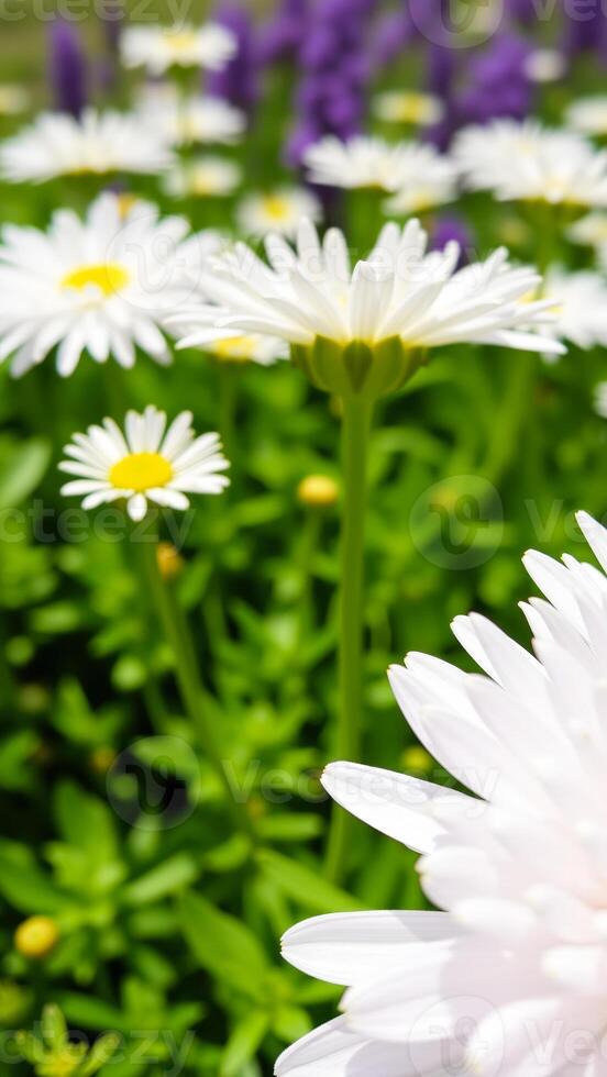 White Daisies in a Field of Green photo