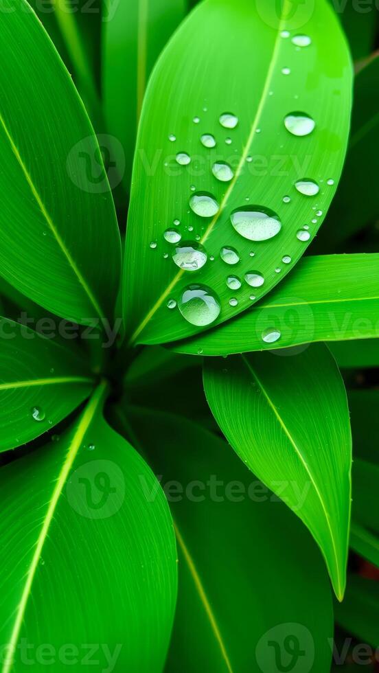 Water droplets on green leaves photo