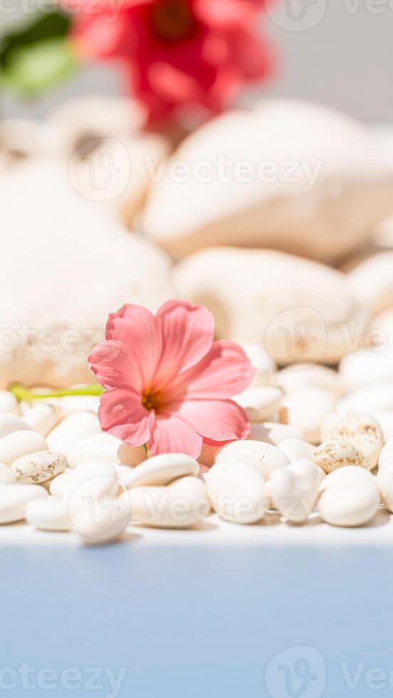 Pink Flower on White Stones photo